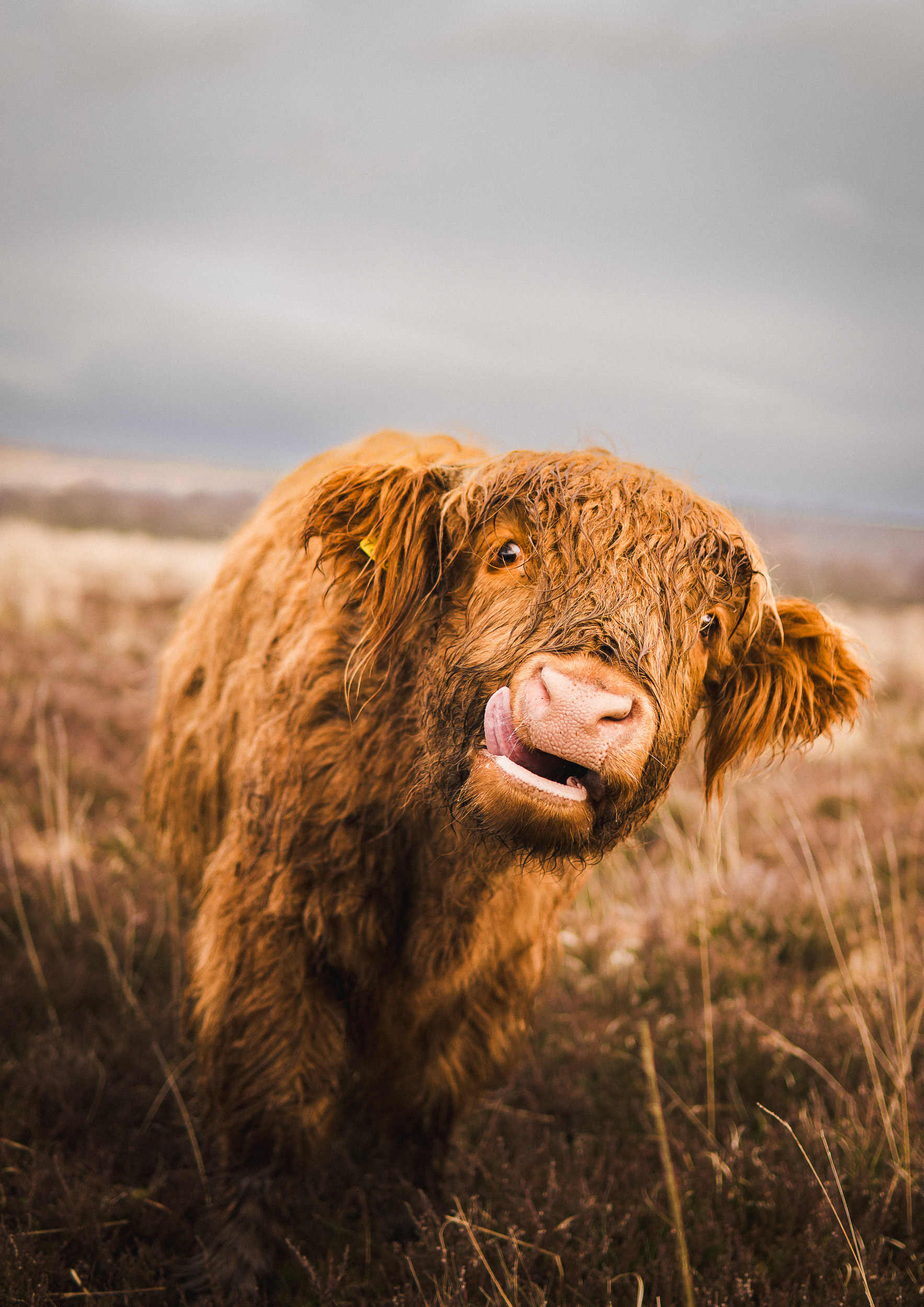 Highland Calf Fine Art Print from the Peak District