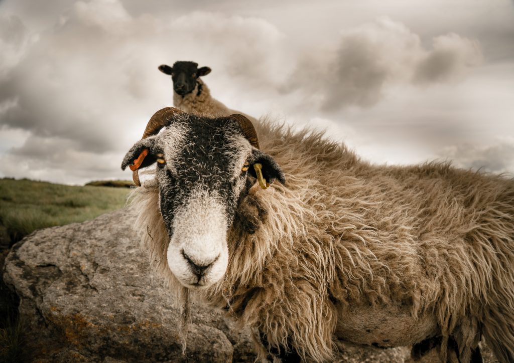 Peak District Sheep Fine Art Print from Kinder Scout