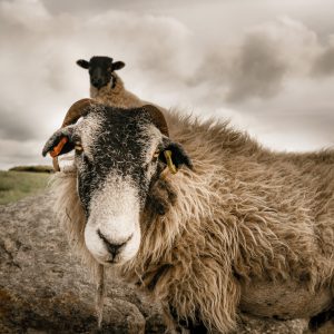 Peak District Sheep Fine Art Print from Kinder Scout