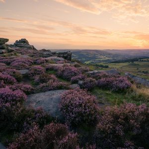 Heather at Dusk