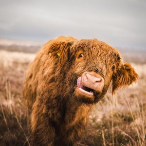 Inquistive Highland Calf